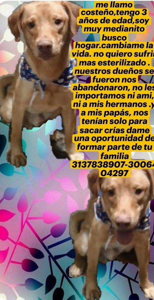 Adopción de Perro Hembra - Medellín, Antioquia 