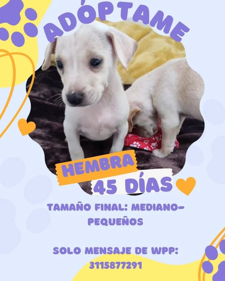 Cachorros en adopción en Risaralda, Colombia 