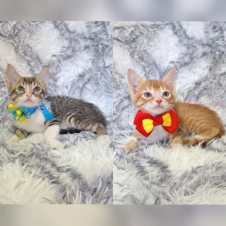 Adopción Gatitos Machos de 2 Meses en Risaralda: Naranja y Atigrado 