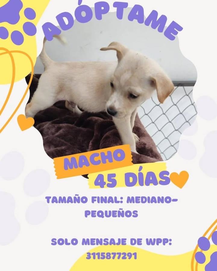 Cachorros en adopción en Risaralda, Colombia 