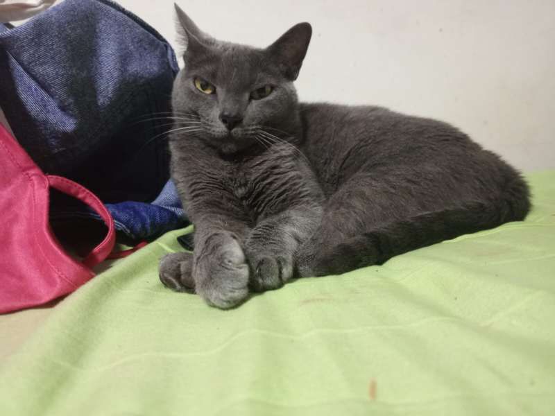 Gata gris llamada Gatica en adopción en Risaralda