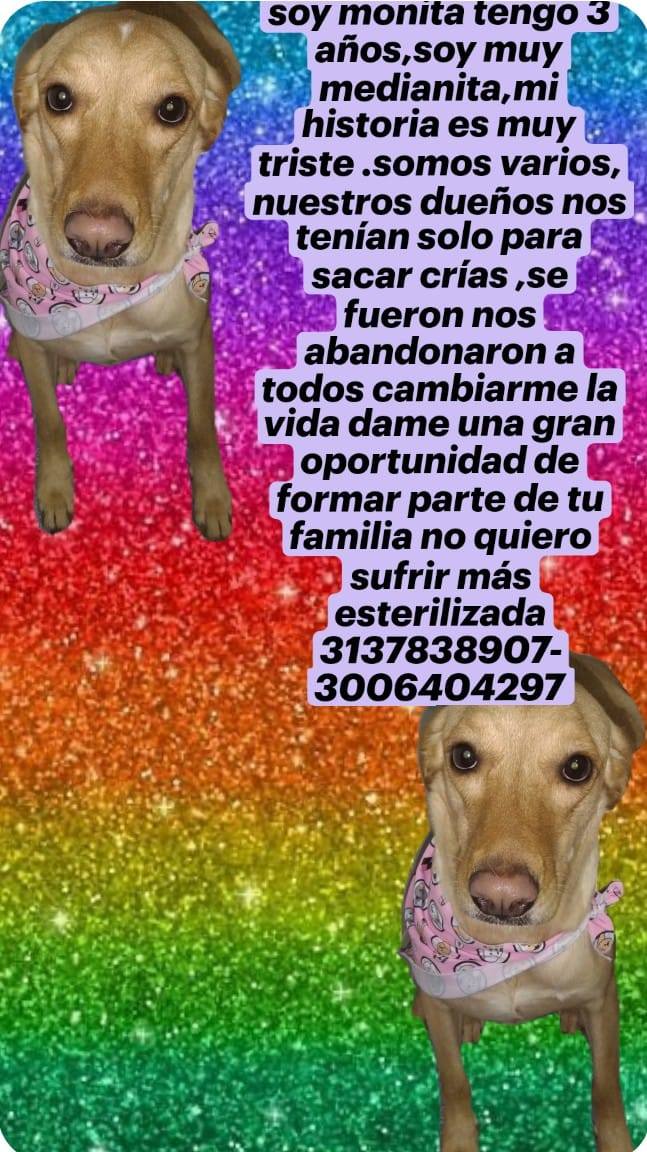 Adopción de Perro Hembra - Medellín, Antioquia 