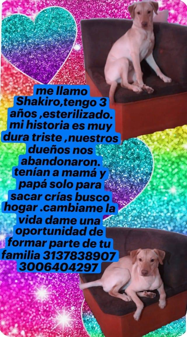 Adopción de Perro Hembra - Medellín, Antioquia 