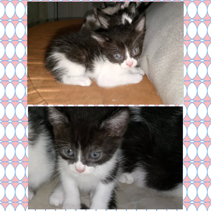 Hermosos Gatitos Bicolor Buscan Hogar en Risaralda