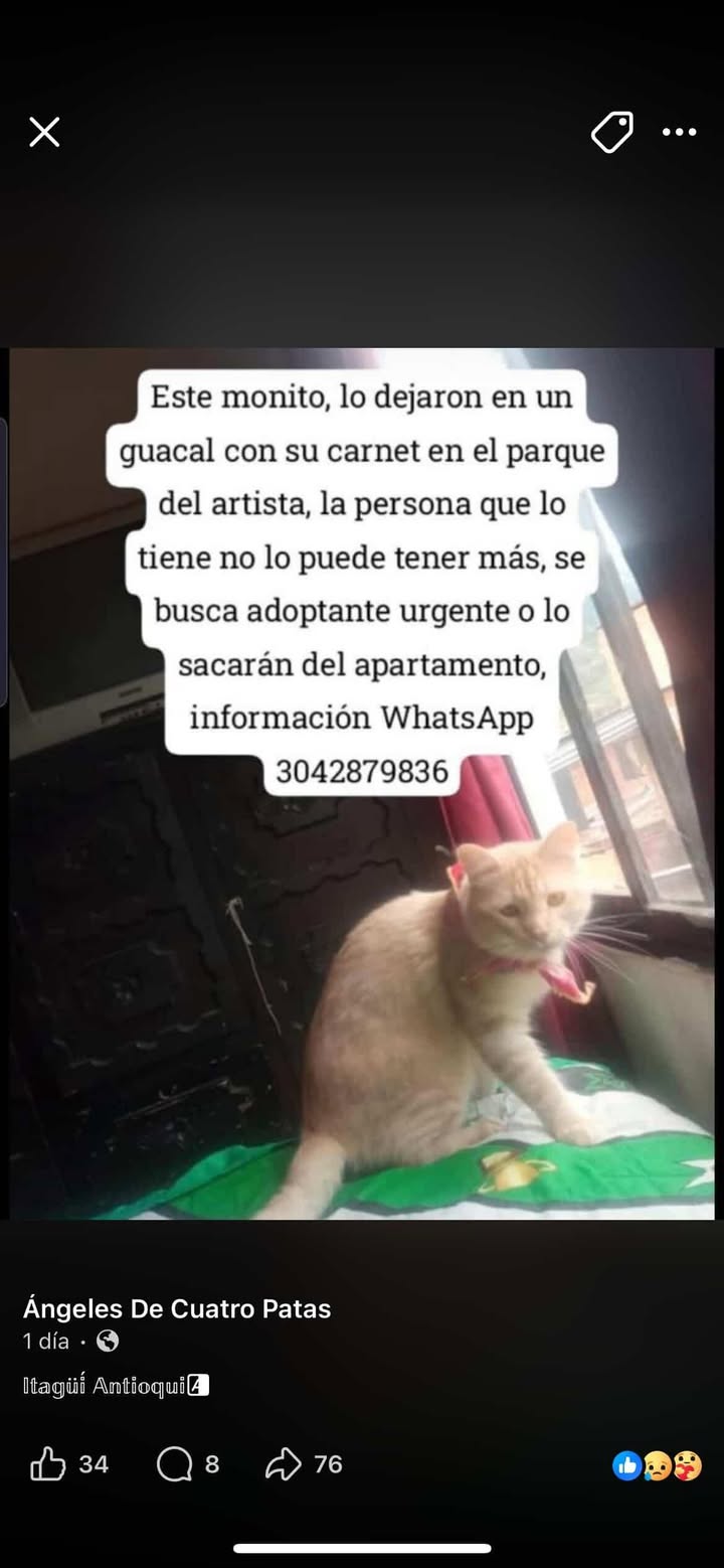 Gato busca adoptante urgente en Antioquia