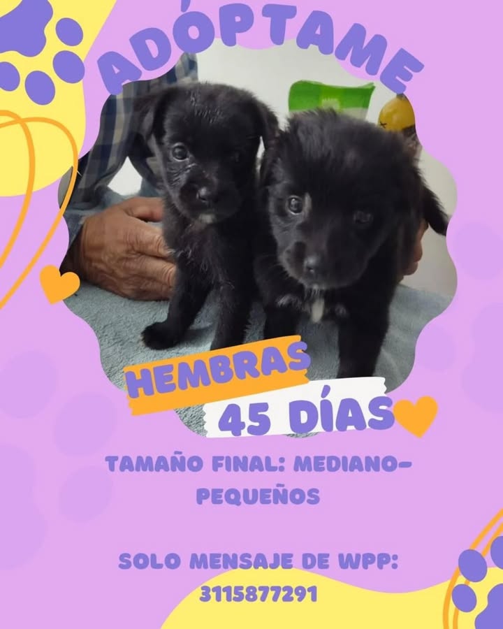 Cachorros en adopción en Risaralda, Colombia 