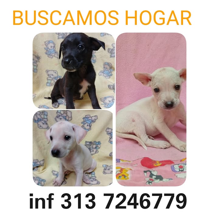 Adopción Urgente de Cachorros Mestizos en Risaralda | Buscan Familia