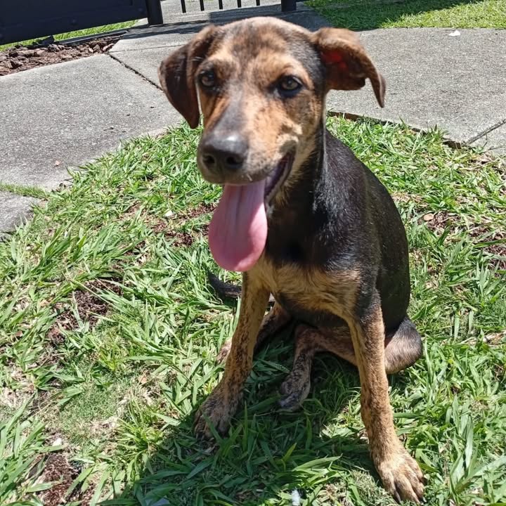 Adopción de Perrita Hembra Mestiza de 5 Meses, Esterilizada y Vacunada