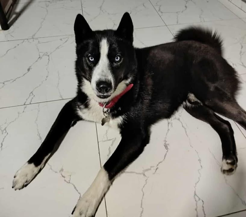 Adopción de Perro en Risaralda