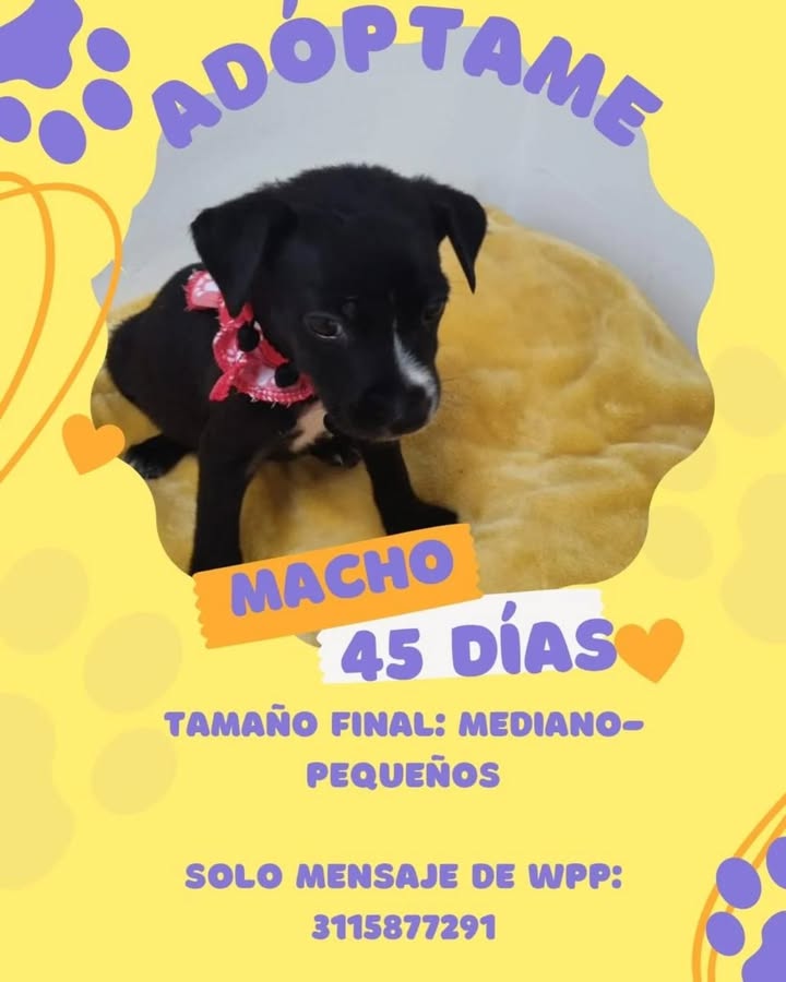 Cachorros en adopción en Risaralda, Colombia 