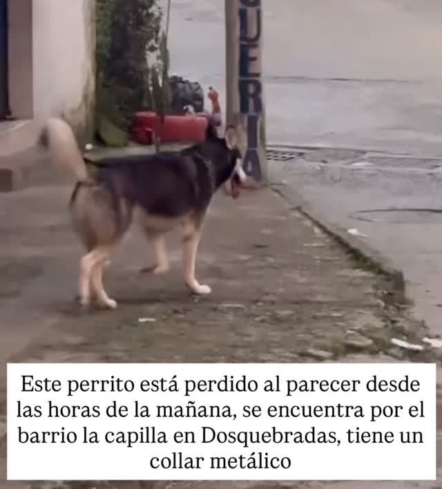 Perro Husky Siberiano Encontrado en Barrio La Capilla, Dosquebradas, Risaralda
