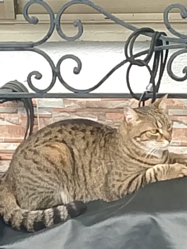 Gata atigrada encontrada en La Sultana, Dosquebradas