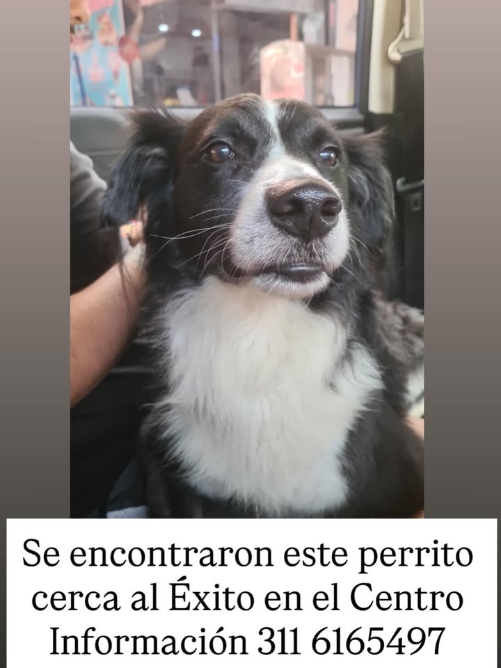 Perrito negro y blanco encontrado cerca del Éxito, Centro de Pereira
