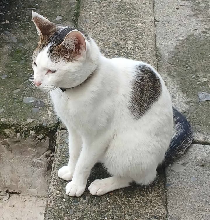 Gato blanco con negro encontrado en El Edén, Pereira