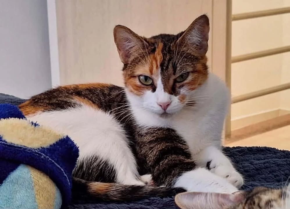 Gatica para adopción en Risaralda 