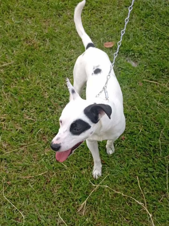 Perro blanco y negro encontrado en el Viaducto de Pereira