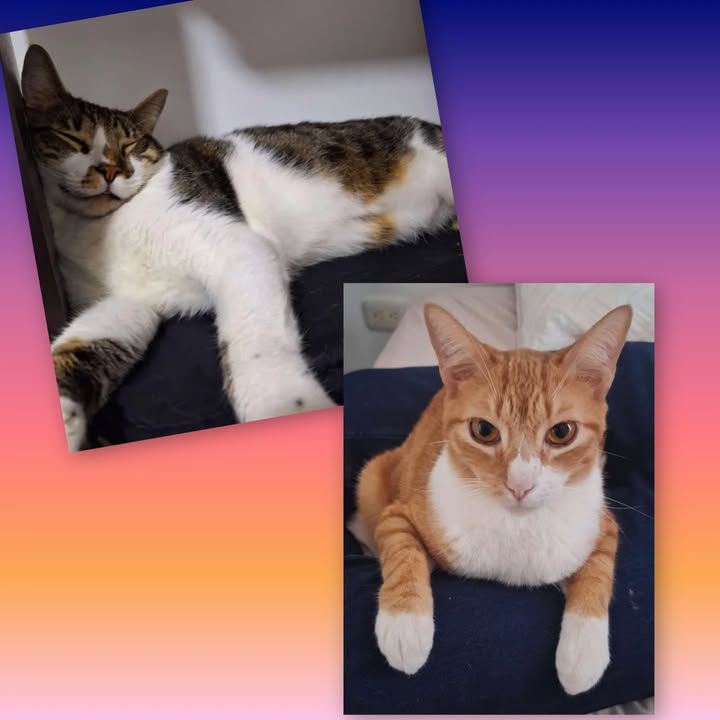 Adopción de Dos Gatos Cariñosos y Esterilizados (4 Años)
