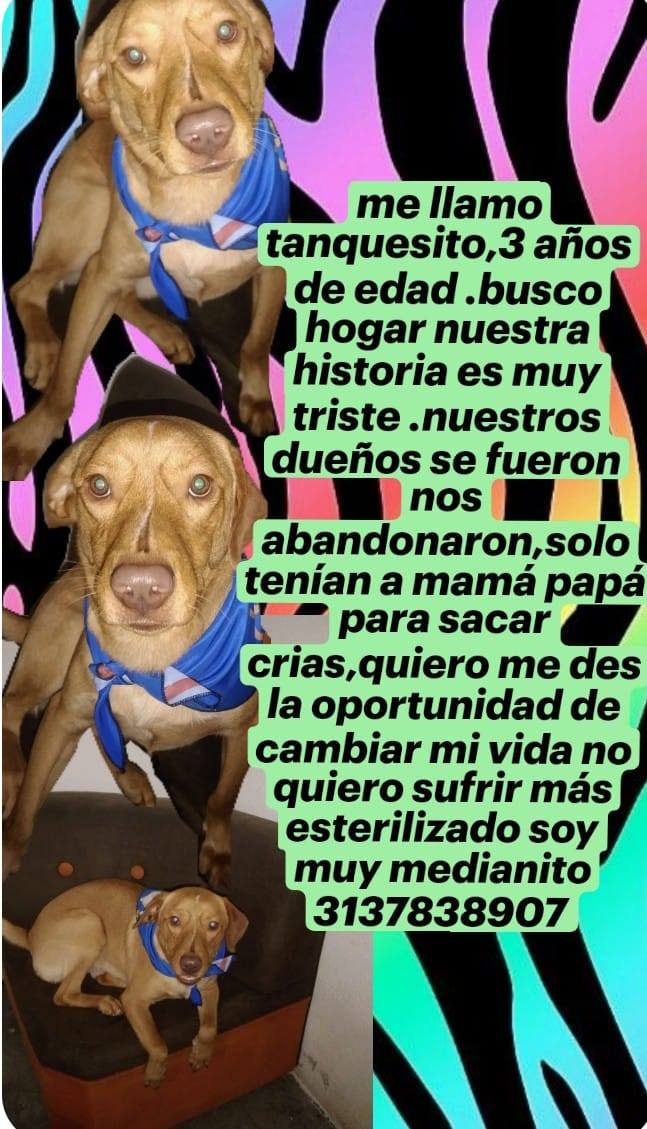 Adopción de Perro Hembra - Medellín, Antioquia 