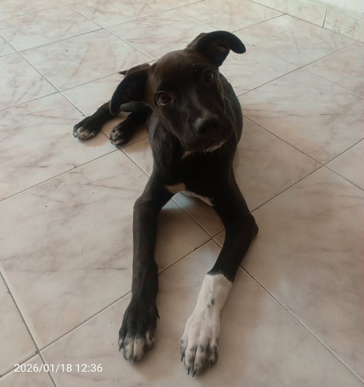 Perrito en adopción busca hogar responsable y amoroso en Risaralda