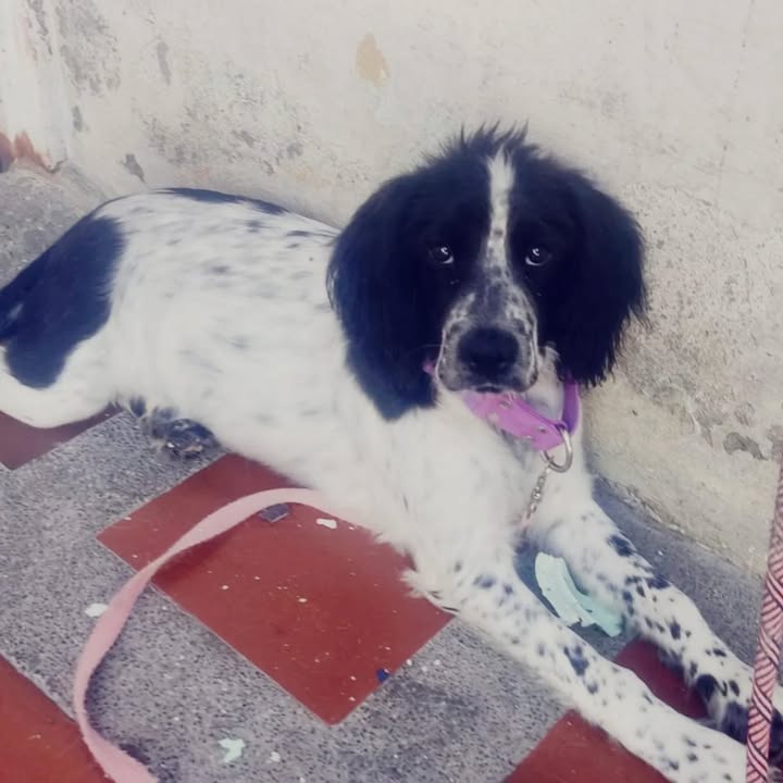 Cocker Spaniel Hembra de 1 año en Adopción Urgente en La Victoria, Valle