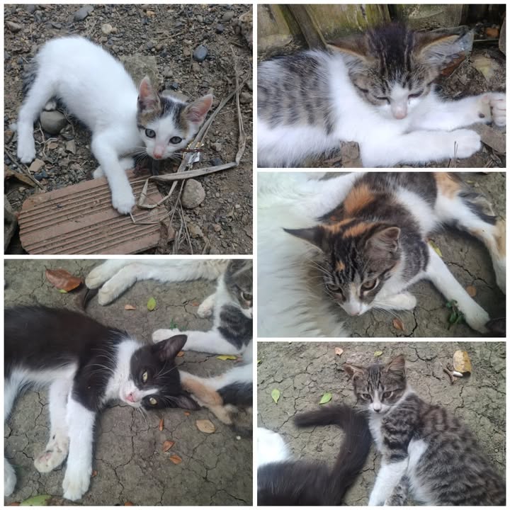 Gatitas bebés en adopción en La Victoria, Valle del Cauca