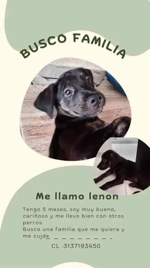 Adopción de perro en Risaralda