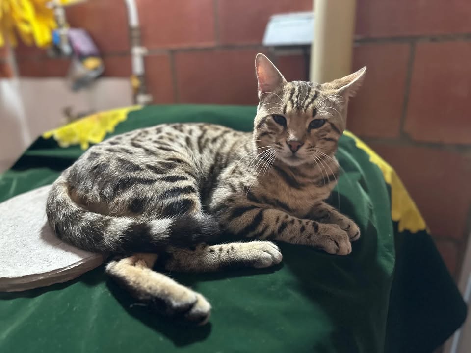 Gato Tabby Macho en Adopción Responsable | Sano y Esterilizado | Pereira