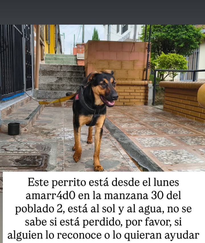 Perro encontrado amarrado en El Poblado II, Pereira