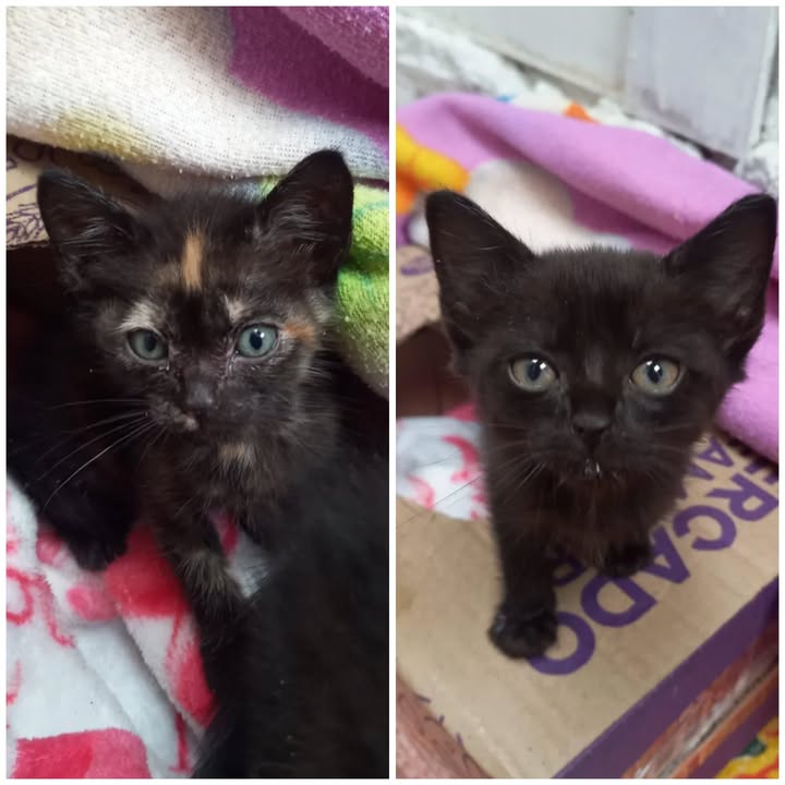 Adopción Responsable de Dos Gatitas Hembras Bebés en Risaralda