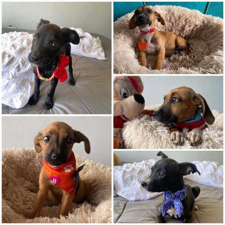Adopción de Cachorritos Mestizos de 3 Meses Talla Mediana
