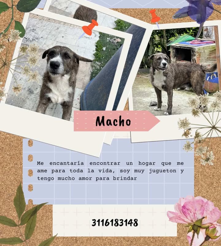 Perro Macho en Adopción en Risaralda