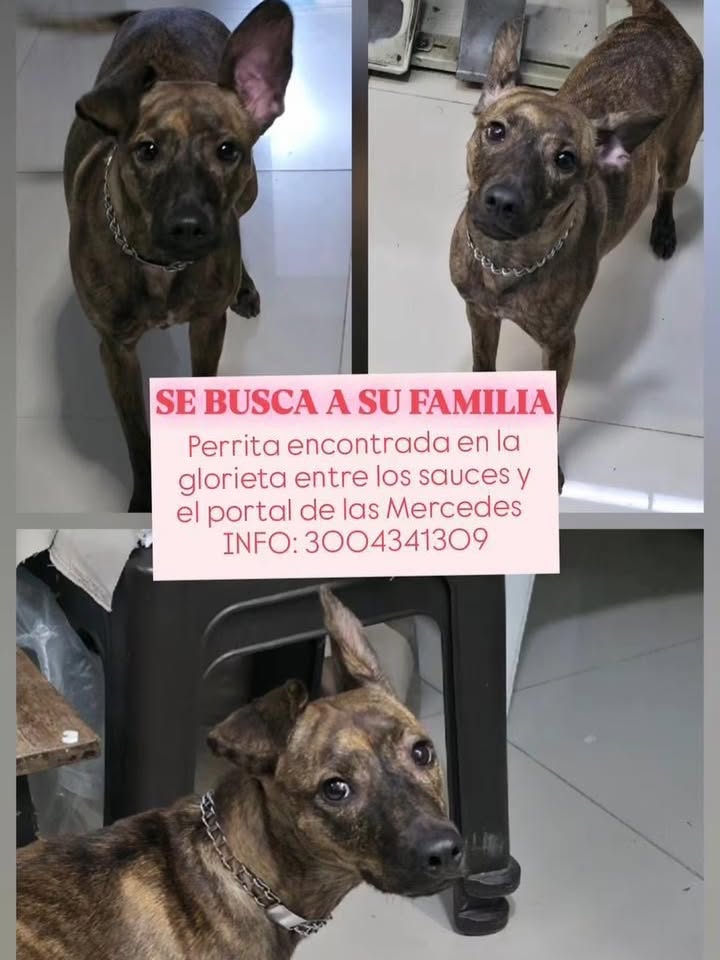 Perrita atigrada encontrada en Pereira, Risaralda