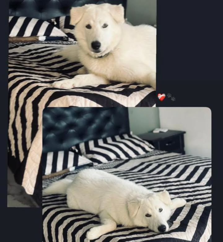 Cachorro Blanco en Adopción Urgente en La Victoria, Valle del Cauca