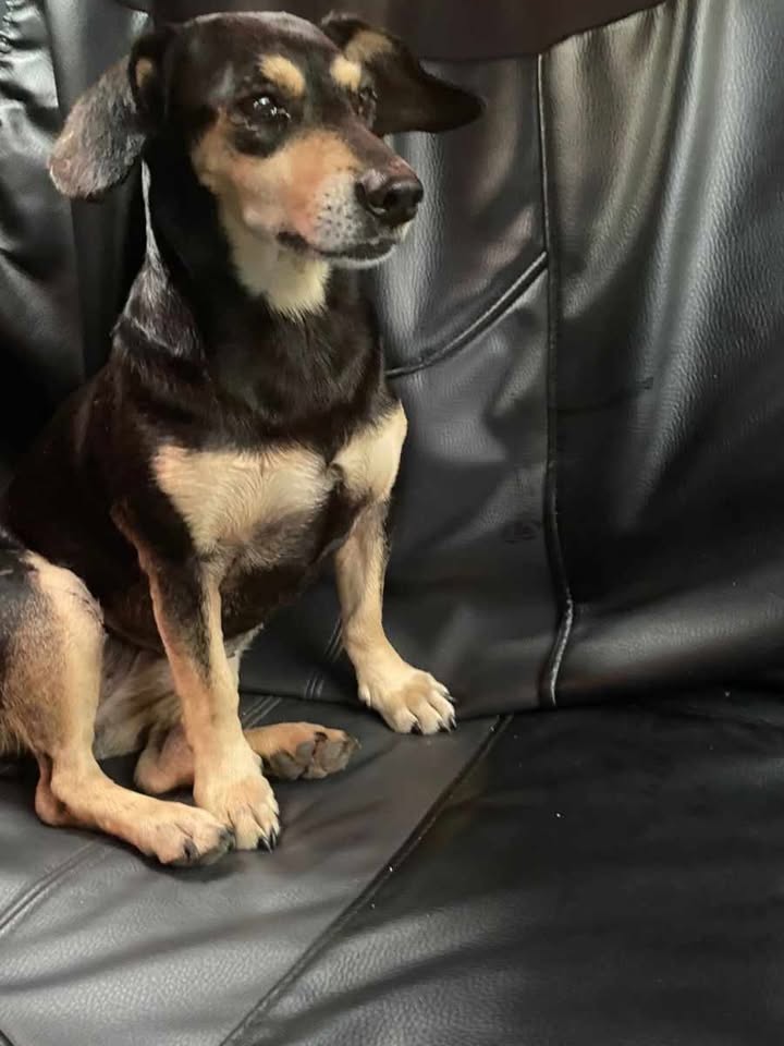 Perro Macho Encontrado Negro y Beige en Risaralda, Colombia