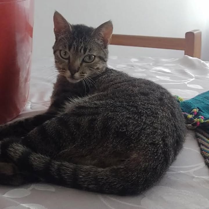 Adopción de Gata Joven Mestiza de 5 meses en Pereira