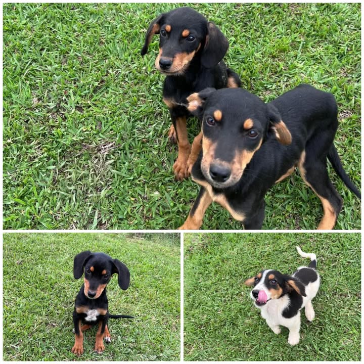 Cachorros en Adopción en Pereira, Serán de Tamaño Mediano