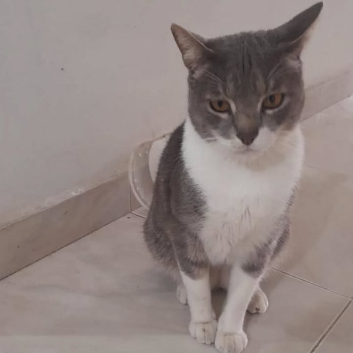 Gato Macho Gris y Blanco de Año y Medio en Adopción Responsable