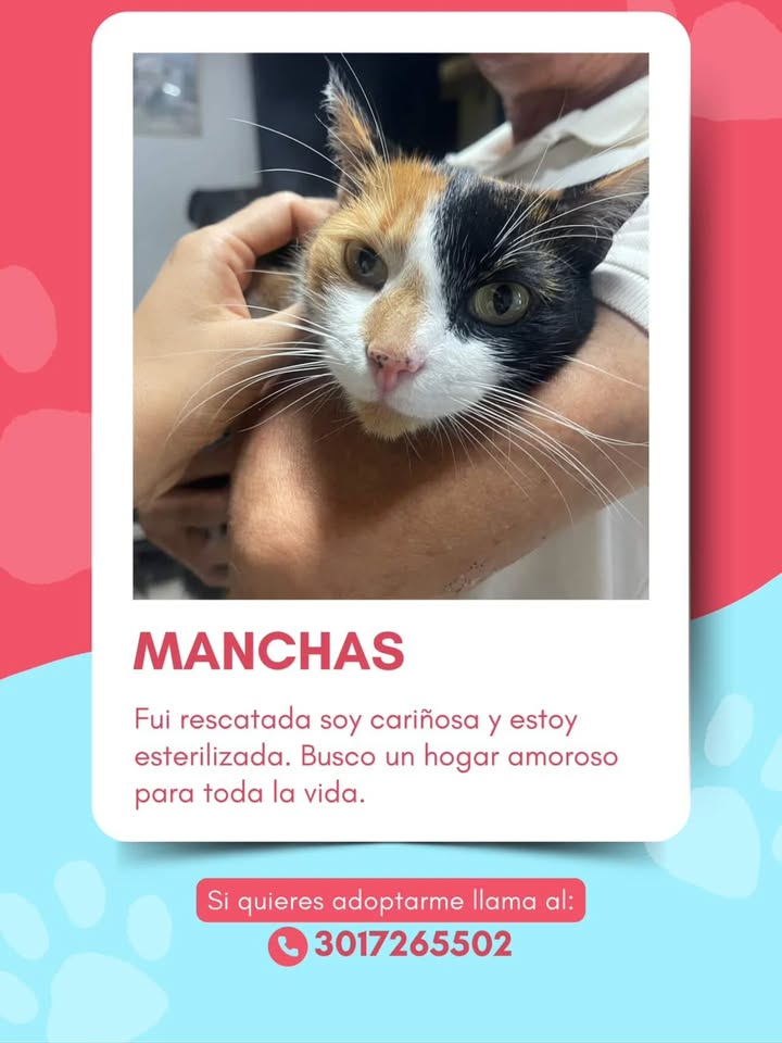 Manchas, Gata Tricolor Cariñosa en Adopción en Pereira, Risaralda
