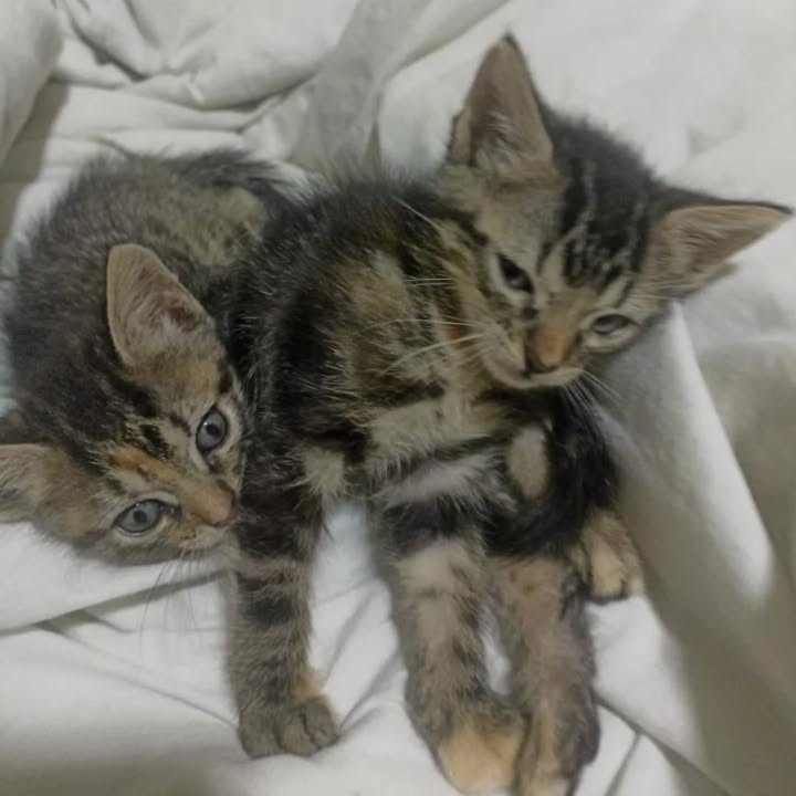 Adopción Responsable: Dos Hermosas Gaticas de 2 Meses en Risaralda