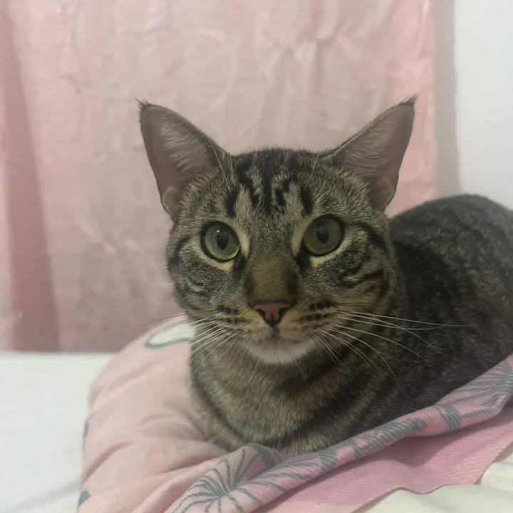 Gato atigrado de 1 año en adopción en Risaralda