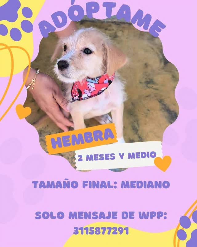 Cachorra mestiza en adopción en Risaralda