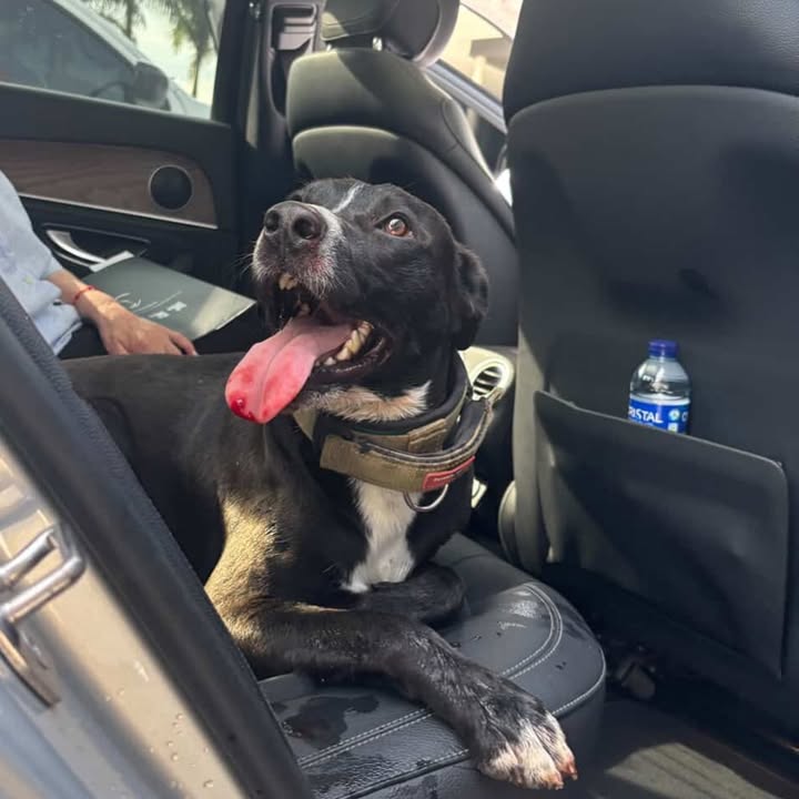 Perro encontrado en Cerritos, Risaralda