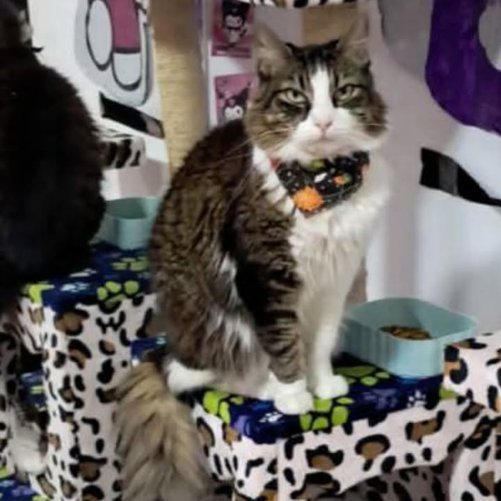 Gato en adopción en Risaralda