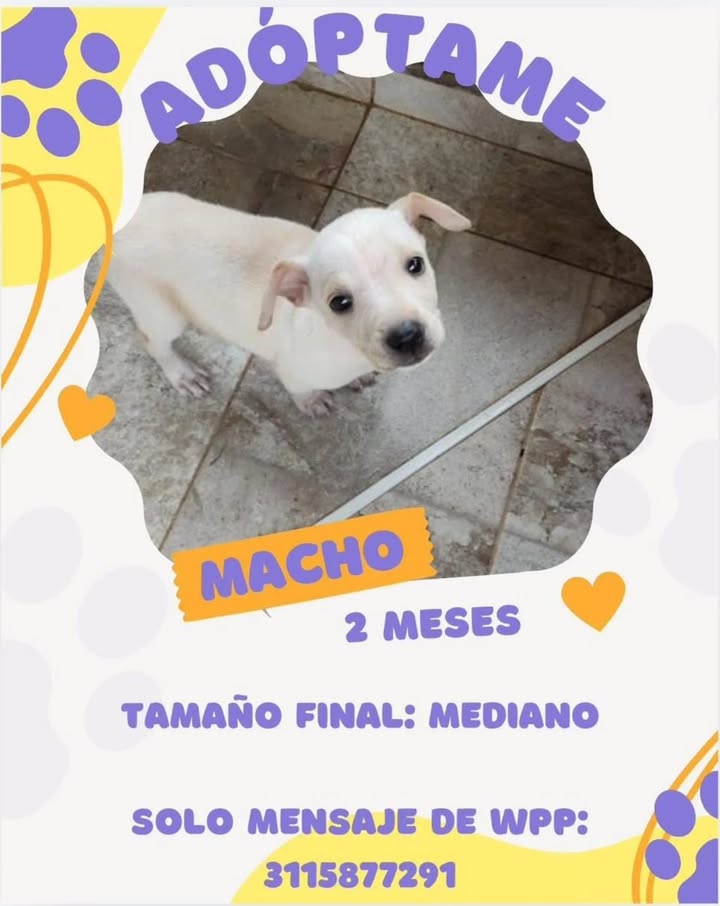 Adopción de Cachorro en Risaralda