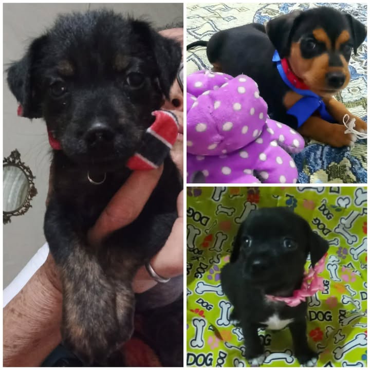Cachorritos en adopción responsable en Risaralda