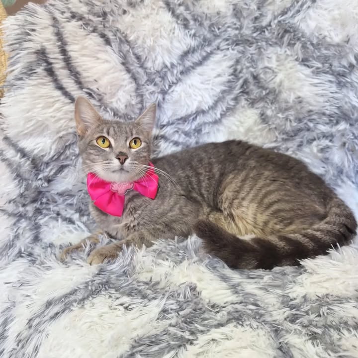 Gata en adopción Risaralda