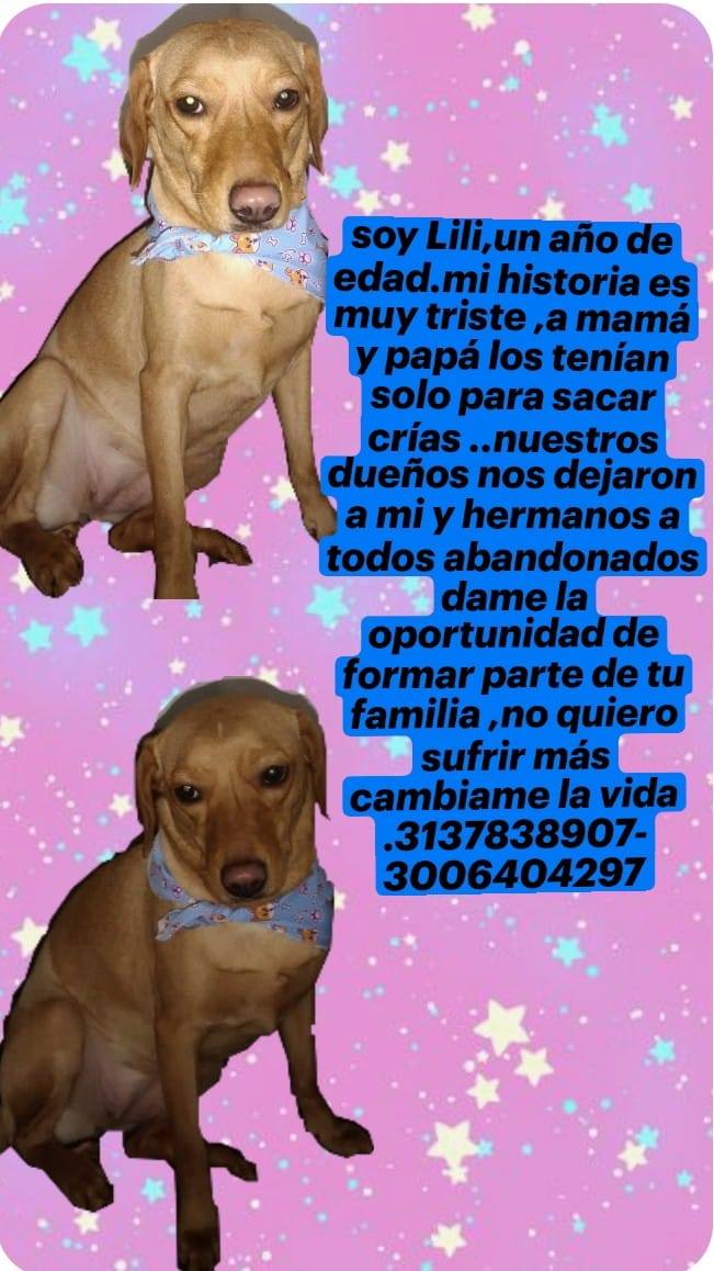 Adopción de Perro Hembra - Medellín, Antioquia 