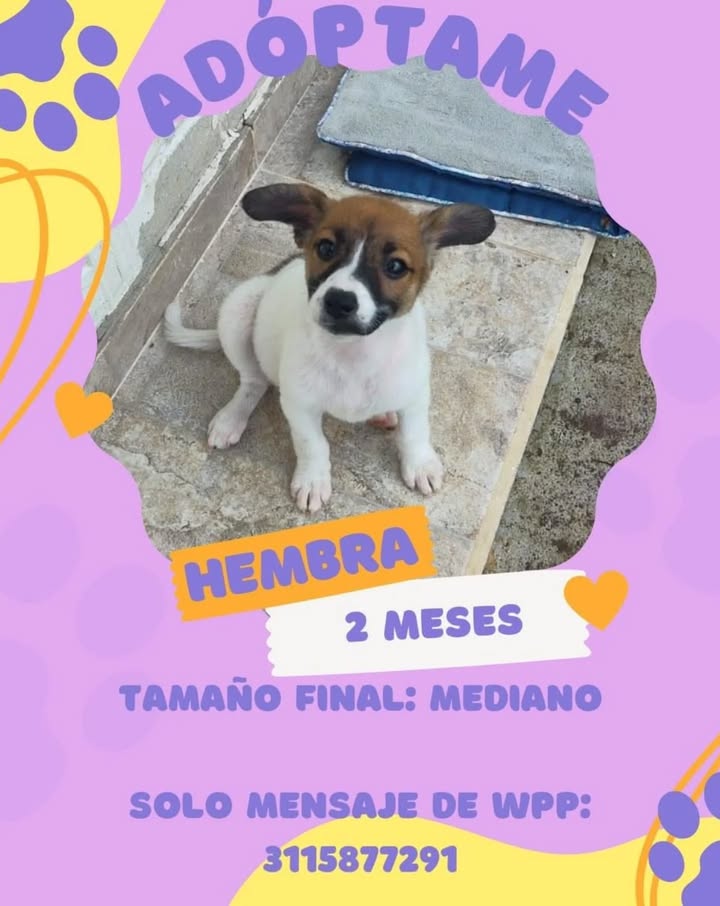Adopción de Cachorro en Risaralda 