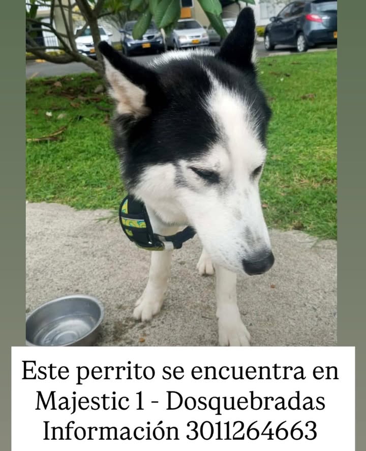 Perro encontrado en Dosquebradas, Risaralda
