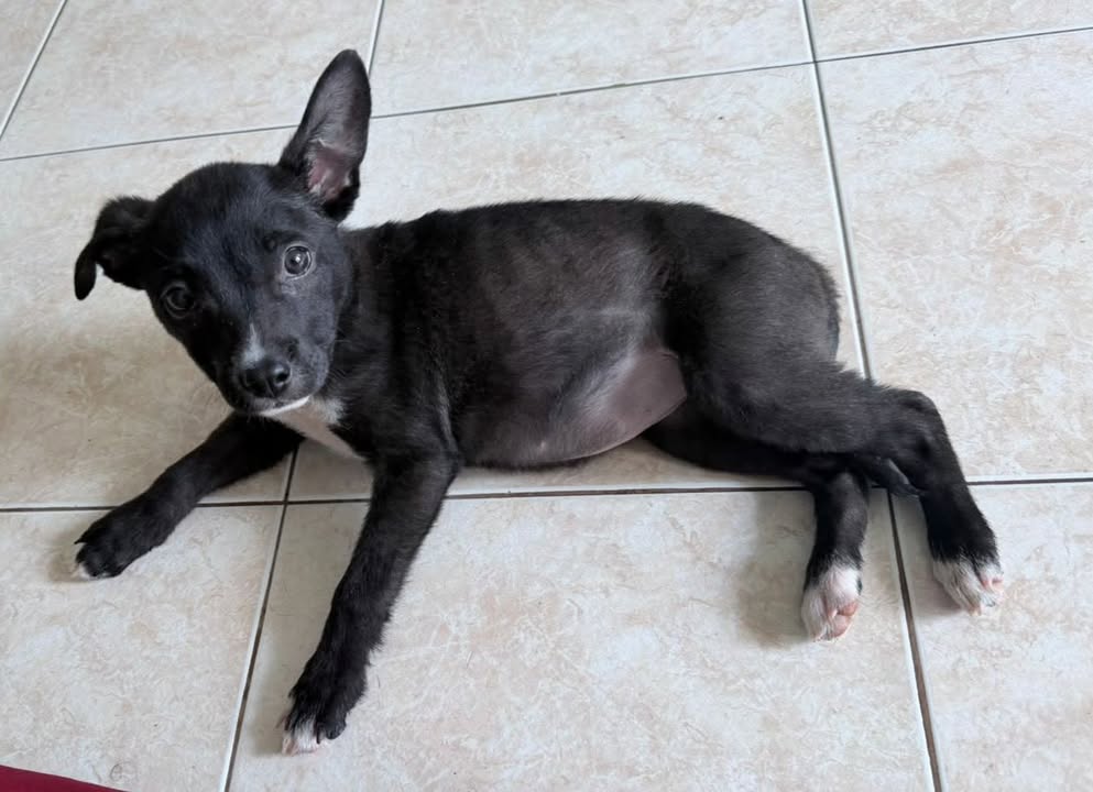 Adopción de Perrita en Risaralda